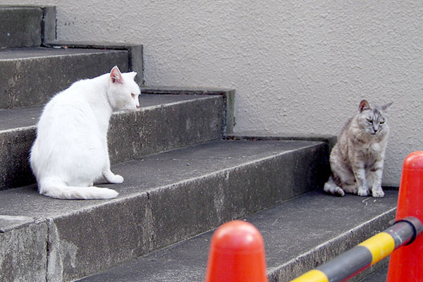 ハクと銀ちゃん