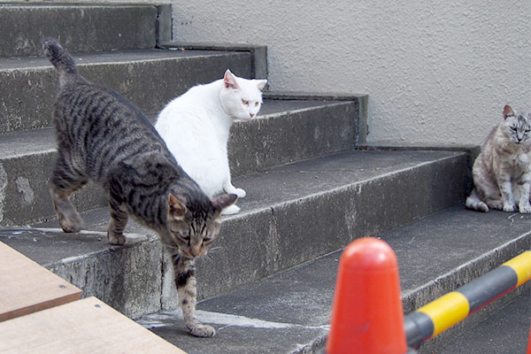 とことこタビワン銀とハク