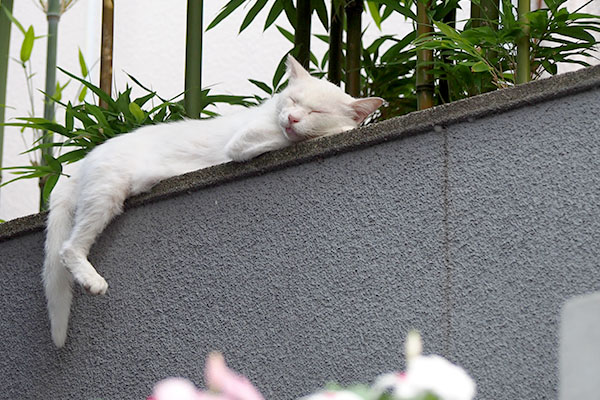 お顔が見えたチロル君