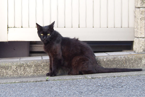 細面でしっぽ長い黒猫さん