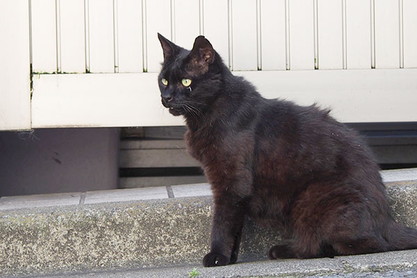びっくりしたような顔の黒猫さん