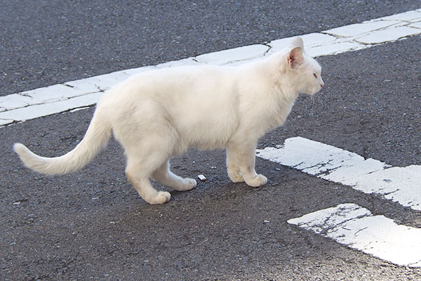 リリ黒猫さんを見つける