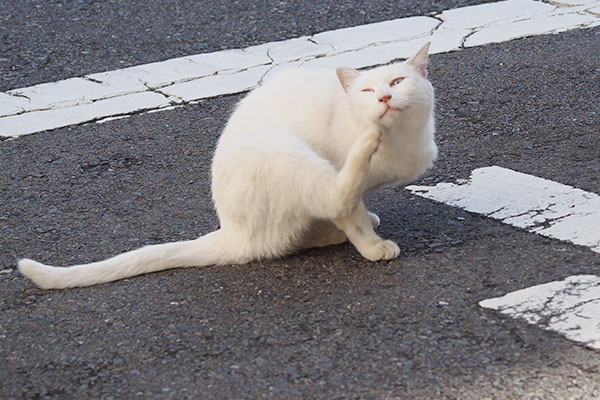 カキカキしてから