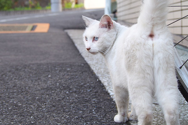 リリは黒猫さんを見る