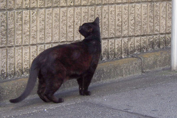名残惜しそうに松邸を見る黒猫さん