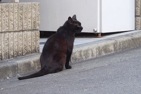 来た場所を見て帰るかどうかを考え中黒猫