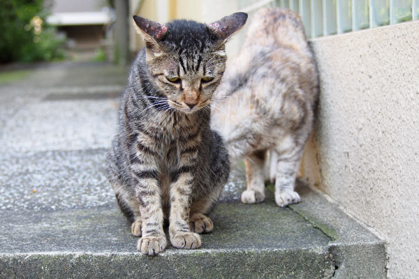 銀がタビワンのお尻の匂いをチェックしてた