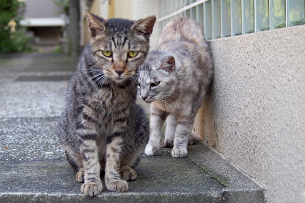 銀ちゃんチェック完了