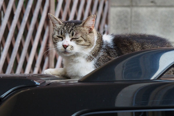 眠いのにゃももちゃん