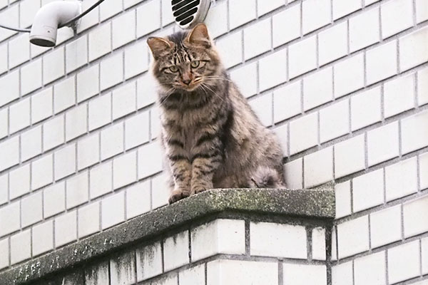 maron sitting with cute face