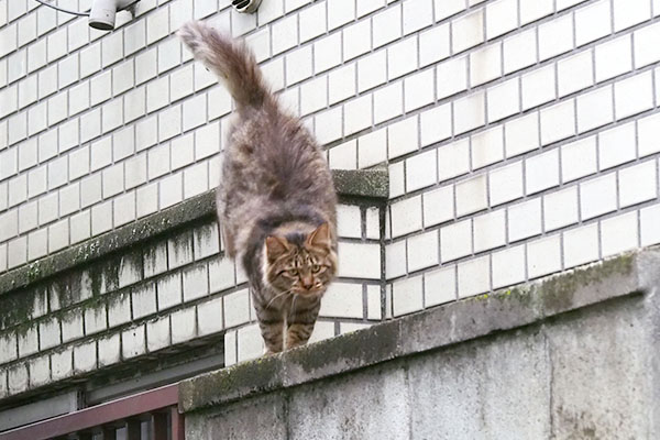 体が大きく見えたマロン