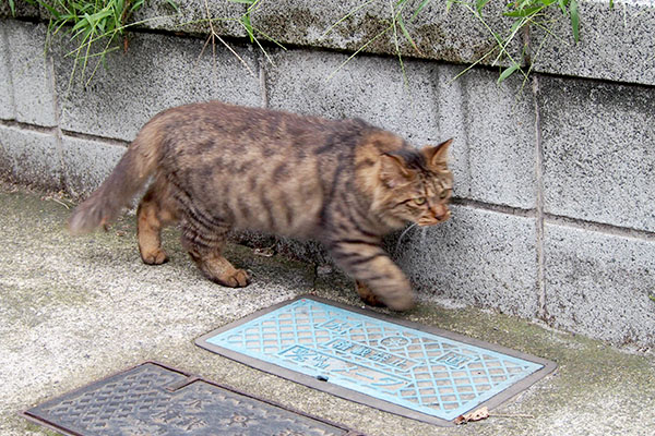 抜き足差し足なマロン