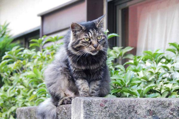 お手てを揃えて見るタッチー