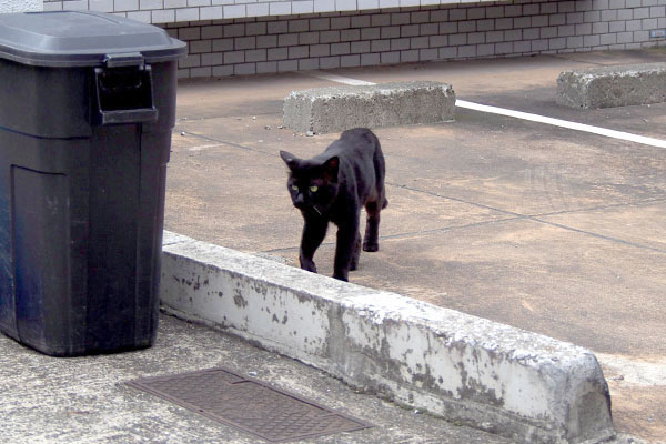 第三の黒猫登場オブシ