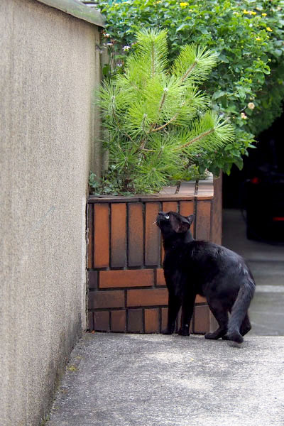 塀の上を見つめるオブシ