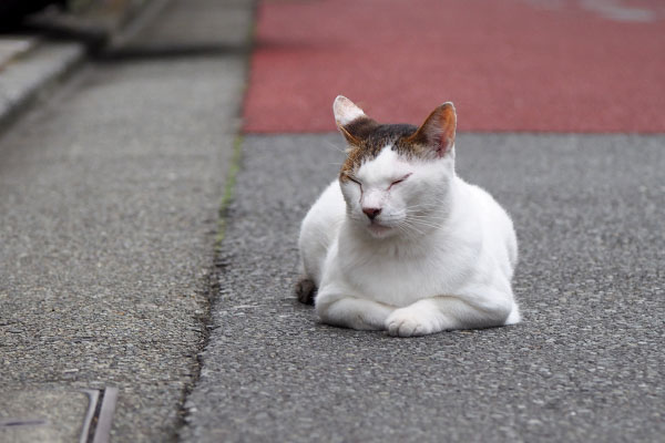 道路にはみ出すジェイ君