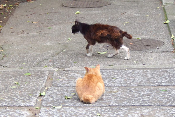 ナチャの背中と歩くカラ