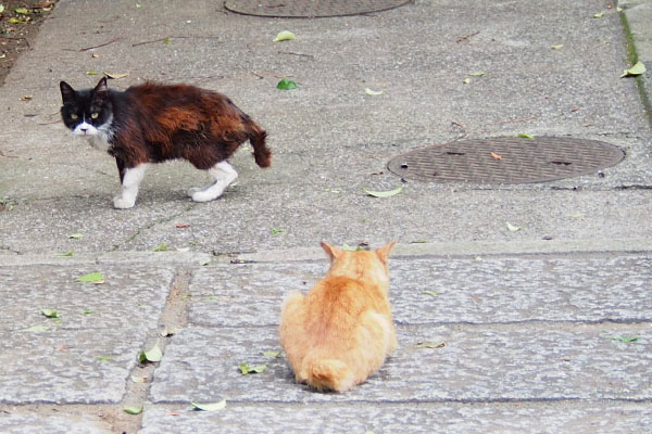 ナチャの背中とこちらを見るカラ