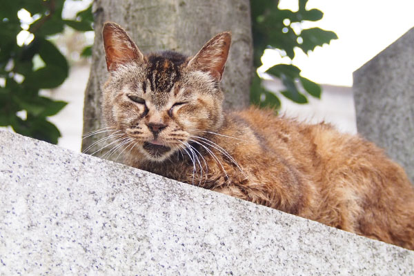 高い場所にルルさん