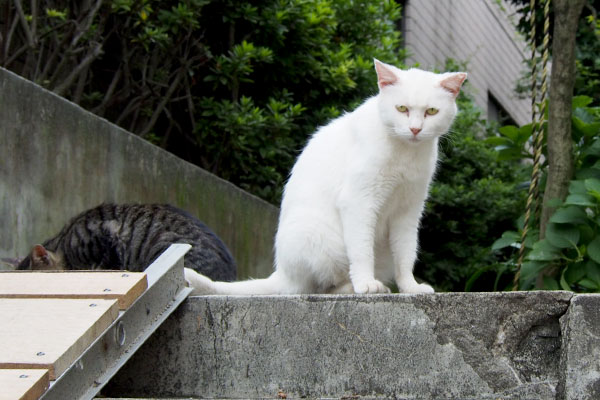 お別れの時のハク