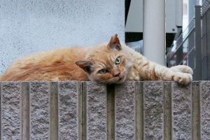 ジルの反対側にはアルメル暗い