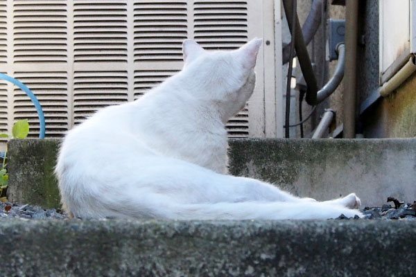 チロルの後ろ頭