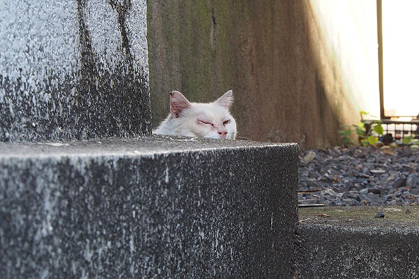 チロルの近くにメルさん