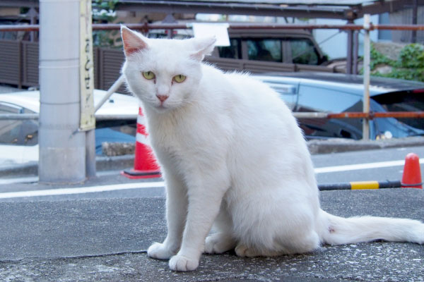 お座りするハクノーマル