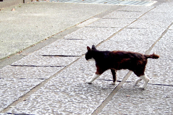 カラちゃん移動中