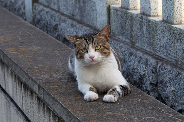 しつこいにゃ