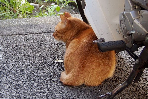 バイクに身を寄せるカブ