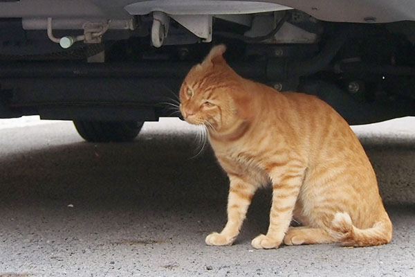 隣りの車の下で頭を振るトト