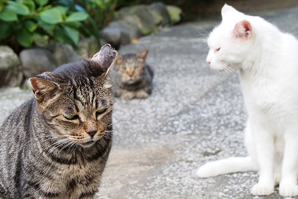 タビッツとハクは姉妹タビワン亡霊