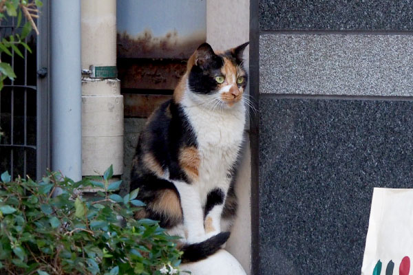 向かいのマンションを見つめるリコ