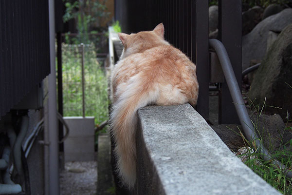 お尻を向けていたナリコマ君