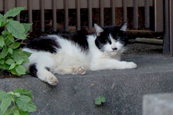 カルちんまりと階段の上