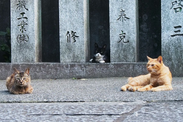 居る事は分かっている３にゃん