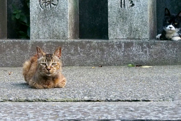 ルルちゃん元気そう後ろにカラ