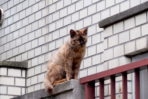 チイちゃんを発見