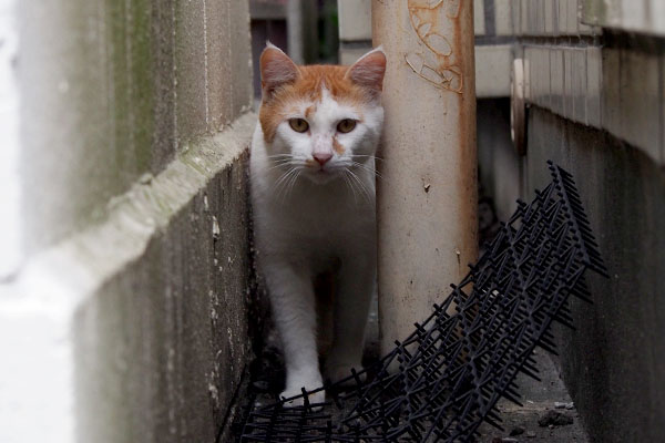 出て来たのはプリン