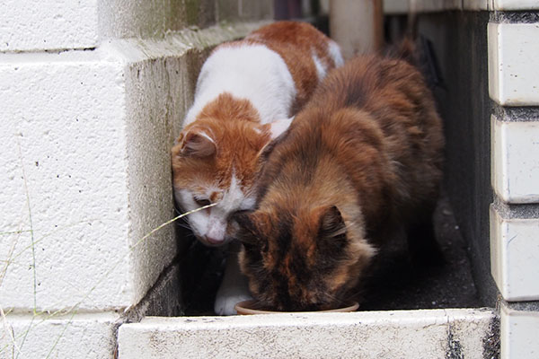 チイ姉さん食べる１