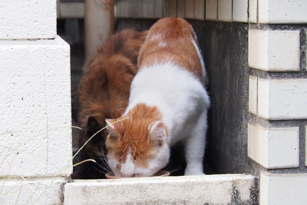 いつの間にか入れ替わる