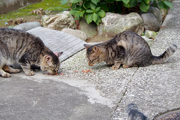 タビ５とタビゾンヌ食べている