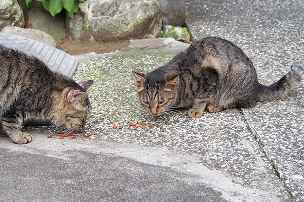 タビ５とタビゾンヌ