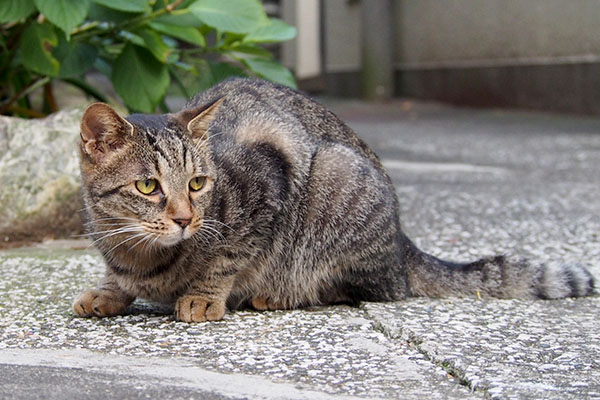 タビサンクやっとお顔見られた