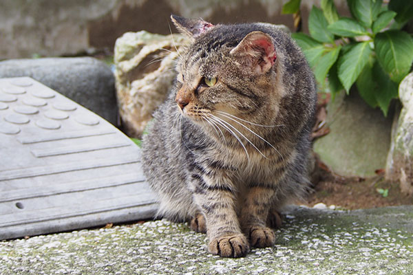 タビゾンヌお耳イタイタイ