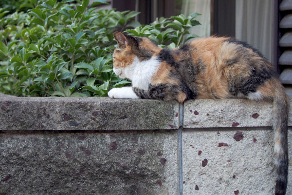 オトワ横尻尾切れた