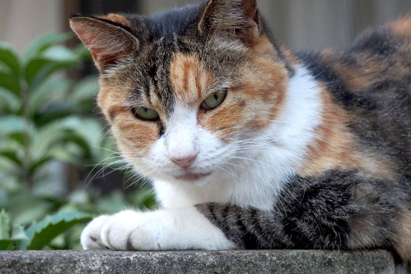 オトワの鋭いカメラ目線