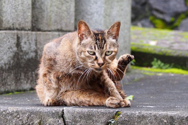 カメラ目線のルル