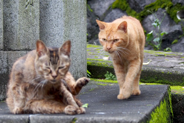 ナチャがルルに接近